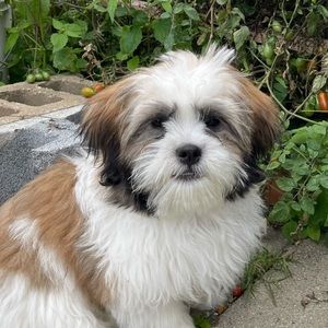 Meet your Posher, Ariel